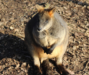 The swamp wallaby (Wallabia bicolor)	