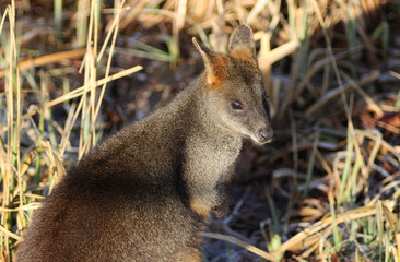Naklejka na ściany i meble The swamp wallaby (Wallabia bicolor) 
