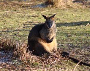 The swamp wallaby (Wallabia bicolor)	