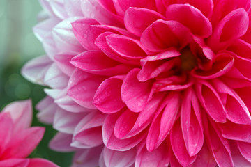 Macro image of a dahlia flower.