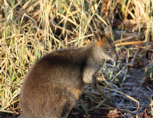 The swamp wallaby (Wallabia bicolor)	