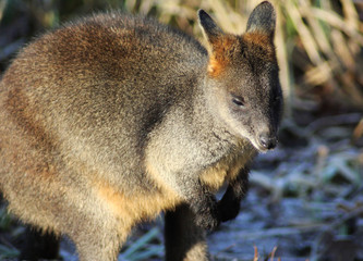 The swamp wallaby (Wallabia bicolor)	