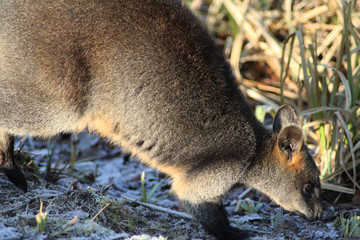 Fototapeta premium The swamp wallaby (Wallabia bicolor) 