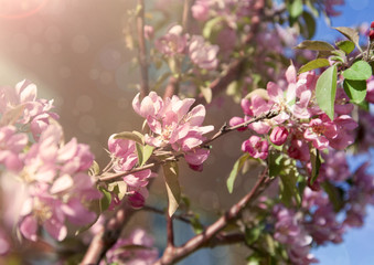 Blossoming branch of apple