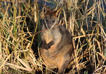 Naklejka premium The swamp wallaby (Wallabia bicolor) 