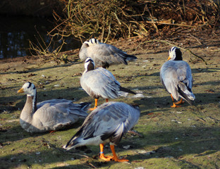 The bar-headed goose (Anser indicus)	