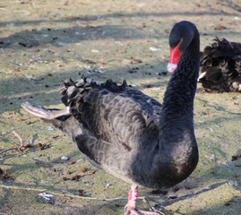 Fototapeta premium black swan