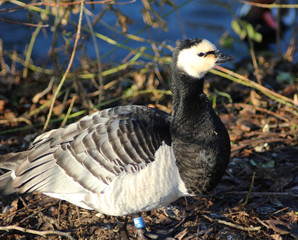 	 The barnacle goose (Branta leucopsis)	