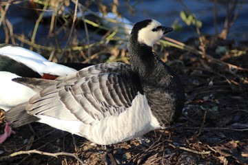 	 The barnacle goose (Branta leucopsis)	
