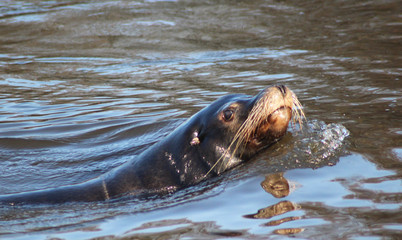 Fototapeta premium California sea lion 