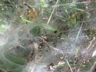 Tegenaria Parientina