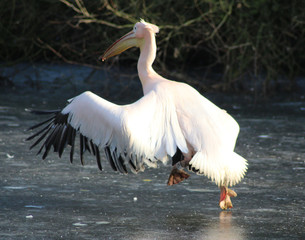 The great white pelican (Pelecanus onocrotalus)	