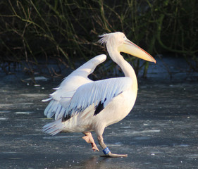 The great white pelican (Pelecanus onocrotalus)	