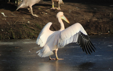 The great white pelican (Pelecanus onocrotalus)	