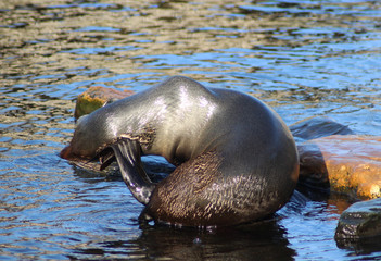 The South American fur seal (Arctocephalus australis)	