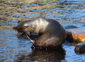 Naklejka premium The South American fur seal (Arctocephalus australis) 