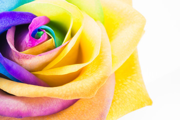 Fototapeta na wymiar Bunte Rose in Regenbogenfarben, weißer Hintergrund