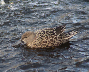 nothern shoveler (Anas clypeata)	
