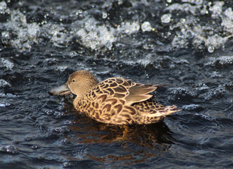 nothern shoveler (Anas clypeata)	