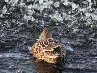 nothern shoveler (Anas clypeata)	