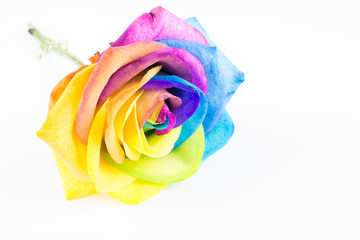 Bunte Rose in Regenbogenfarben, isoliert auf weiß