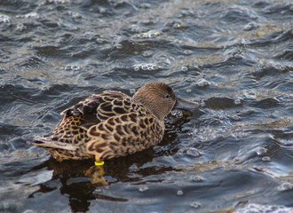 nothern shoveler (Anas clypeata)	