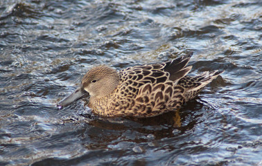 nothern shoveler (Anas clypeata)	