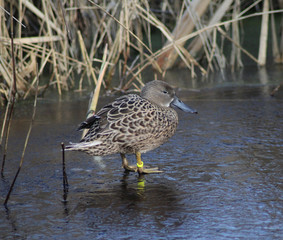 nothern shoveler (Anas clypeata)	