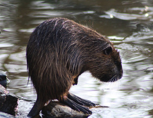 coypu (Myocastor coypus)	