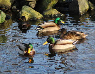 The mallard or wild duck (Anas platyrhynchos)	