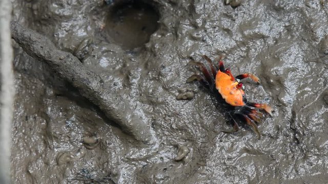 Beautiful colour Fiddler Crab eating something from the mud.	