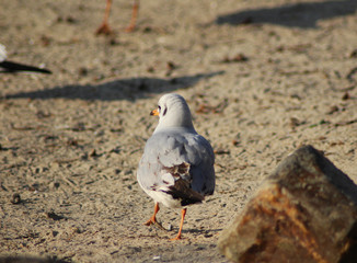 The black-headed gull (Chroicocephalus ridibundus)	