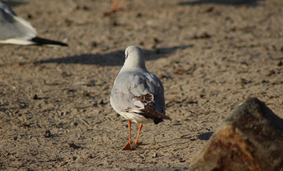 The black-headed gull (Chroicocephalus ridibundus)	