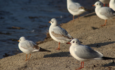 The black-headed gull (Chroicocephalus ridibundus)	