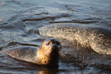 Naklejka premium The harbor seal (Phoca vitulina)