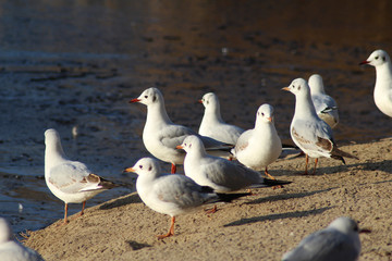 The black-headed gull (Chroicocephalus ridibundus)	