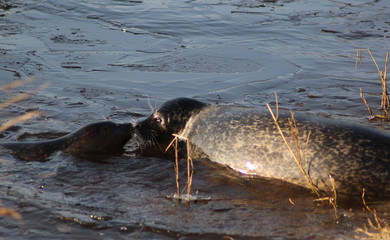 Fototapeta premium The harbor seal (Phoca vitulina)