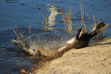The harbor seal (Phoca vitulina)