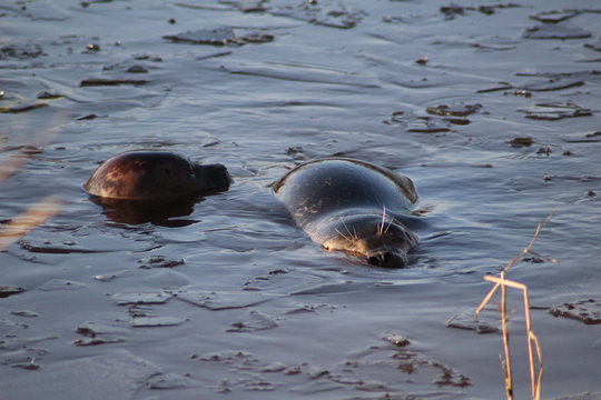 The harbor seal (Phoca vitulina)