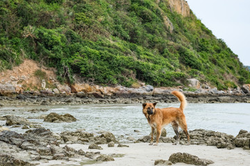 A Dog On The Beach, Thailand.