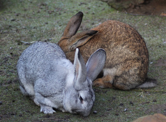 Flemish Giant rabbit