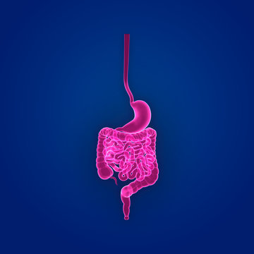 Stomach and intestine anterior view