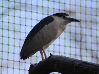 The black-crowned night heron (Nycticorax nycticorax)