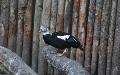 White winged duck