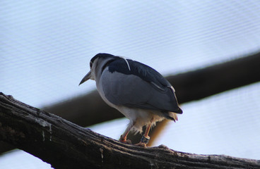 The black-crowned night heron (Nycticorax nycticorax)