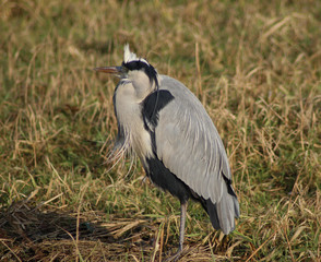 blue heron (Ardea herodias)	