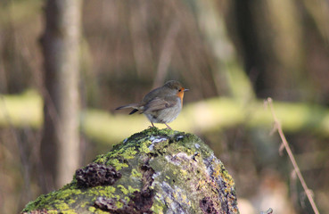The European robin (Erithacus rubecula)
