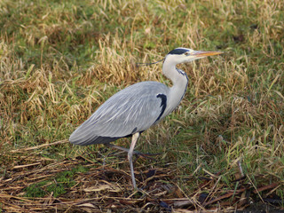 blue heron (Ardea herodias)	