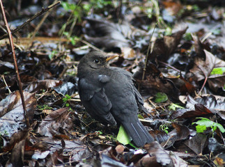blackbird (Turdus merula)	