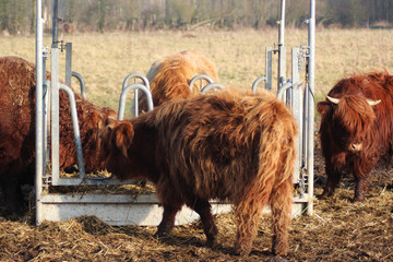 Highland cattle